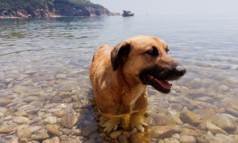 lake-dog.jpeg