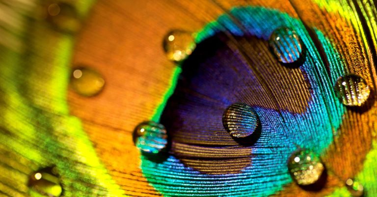 Peacock-Feathers-Stunning-Can-Emit-Laser-Beams-Science-465851414.jpg